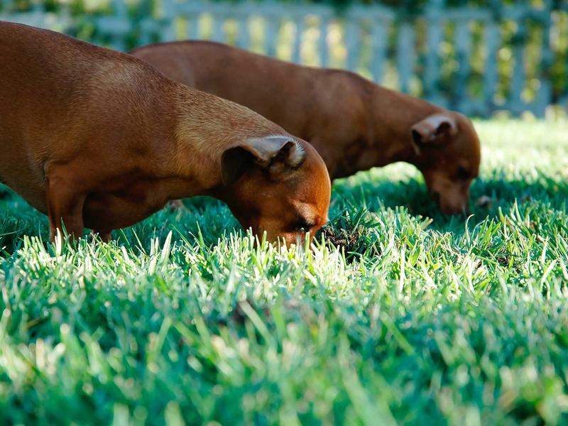 sudoku x-wing screenshot 1